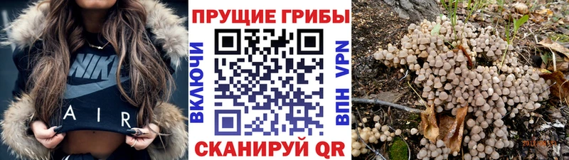 где найти   это официальный сайт  Псилоцибиновые грибы GOLDEN TEACHER  Городец 